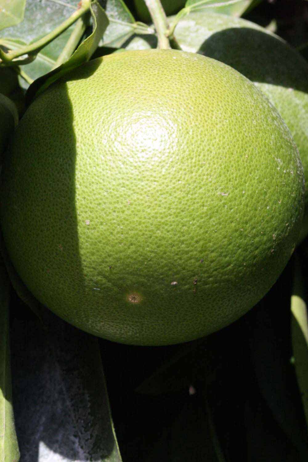            Immature fruit (Riverside, CA)   